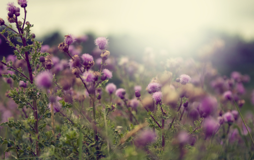 Cultivating Radiance: Milk Thistle's Remarkable Impact on Skin